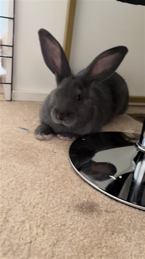 Discover the Charming Flemish Giant Rabbit