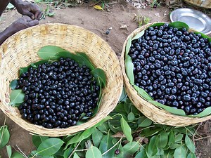 Black Plum—Jamun (Jambul) Fruit Benefits And Uses