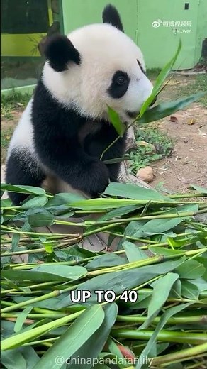 Why Giant Pandas Eat Only Bamboo? | Panda Facts You Didn't Know!
