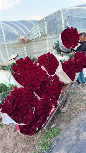Freshly Picked Red Roses for Wholesale Supply