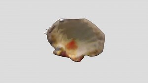A sea shell - Download Free 3D model by pedrocandeias