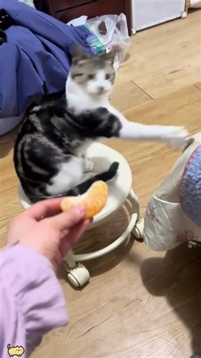 Funny Cat Reactions That Will Make You Laugh