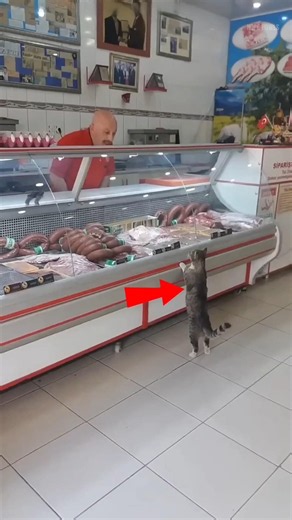 The Hungry Cat Who Changed a Butcher’s Life ❤️🐱 #Shorts