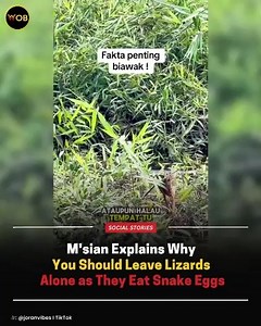 Whoa, we didn’t know that Full article 🔗: https://worldofbuzz.com/msian-explains-why-you-should-leave-lizards-alone-as-they-eat-snake-eggs/ | WORLD OF BUZZ