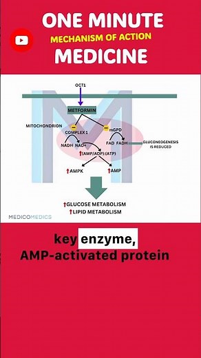 Here's How Metformin Lowers Blood Sugar — Step by Step 💊