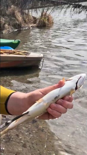 How I Gut And Clean Fresh Trout Part 2 #fishing #trout