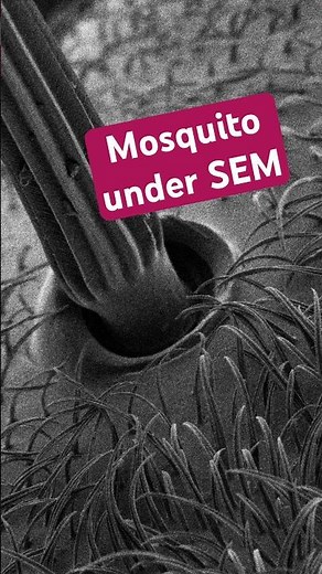 An Insect Under the SEM