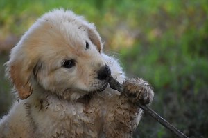 Pica In Dogs - How to Stop Pica in Dogs - Bella Duke