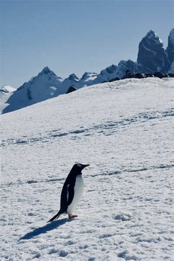 Be the damn penguin. #penguin #hiking #mountains #mindset #montaña