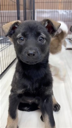 🎊里親決定②眉毛とお耳が茶色の女の子💖お子様が3人の素敵なファミリー💐保護犬と過ごす時間は、子どもたちにとって一生の宝物になるでしょう