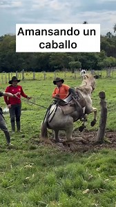 624K views · 4.8K reactions | Amansando a un caballo  #viralchallenge #viralpost #commmunity #NHL | Andres Garcia | Facebook