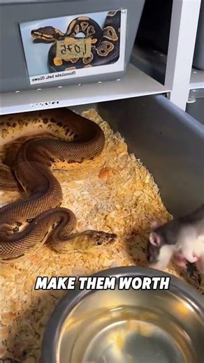 Lightning Fast Ball Python Strikes! 🐍🔥 #shorts #python #snake