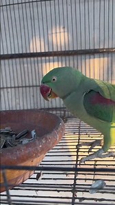 The fastest eating machine