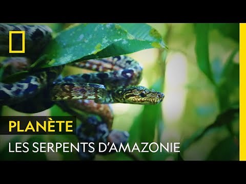Un explorateur en danger face à des serpents d'Amazonie | À L’ÉPREUVE D'UNE TRIBU