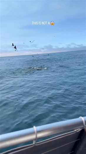 📍Morro Bay, California We had the most insane experience this morning 8/10/2025 with our whale watching company, @lostisle_adventures, here on California’s Central Coast. The whales had been pretty far off for most of the trip—until suddenly, about five humpbacks did a massive lunge feed right next to our port-side bow! If you’re looking for a lively whale watching adventure, @lostisle_adventures has you covered. Call 805-771-9337 to book 🐋 video credit @nolan_ales | Lost Isle Adventures