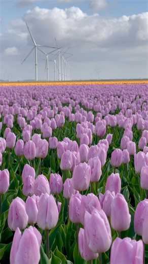 8.2K views · 179 reactions | What’s your favorite Tulips color ? . Tulips are now blooming in Netherlands . .....#tulip #tulipsinholland #tulips #tulipfield #tulipseason #spring #springiscoming #frühling #reels #reelinstagram #viralvideos #travelphotography #travelgram #travelblogger #travel #traveler #photography #photooftheday #bucketlist #bucketlisttravel #holland #netherlands #visitnetherlands #dutch #flevoland | The amazing places | Facebook