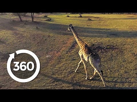 Saving Threatened Species | Racing Extinction (360 Video)