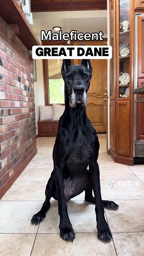 Can You Guess These Dog Breeds? 🐶 Exciting Challenge!