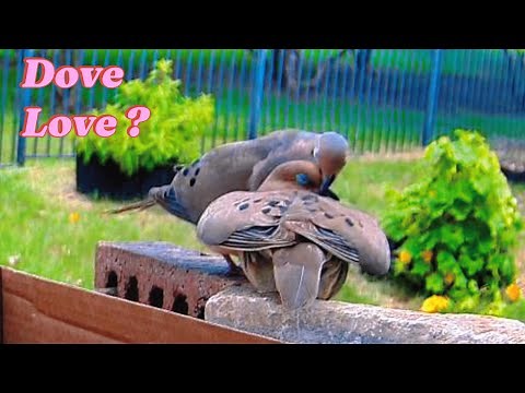 Mourning Dove Mating Ritual in 5 minutes