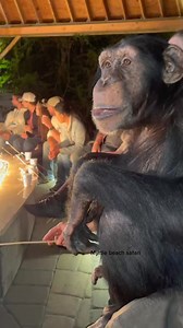 62K views · 1.5K reactions | 209 #reel | Chimpanzee Show 01 | Facebook