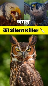 10K reactions · 156 shares | जंगल का Silent Killer  #reels #facts2world #interestingfacts #amazingfacts #trending #reelsinstagram #owl #pigeon #peregrinefalcons #knowledge | Facts 2 World | Facebook