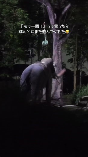えっ？これ大丈夫？シンガポールのナイトサファリがすごかった😳
