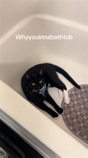 Why Are You In The Bathtub? Funny Cat Moment