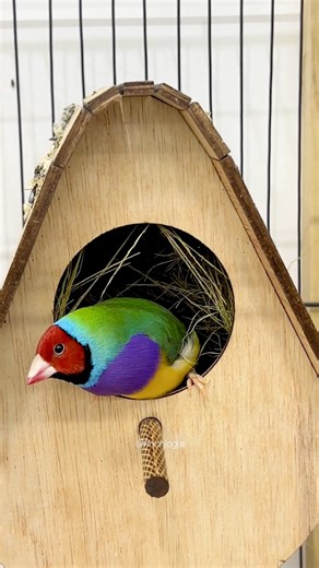 Inside this quiet aviary, the breeding season is officially underway. Each nest box has been carefully placed to give every pair a safe and stable space to start the next generation. Calm surroundings and proper setup are the keys to successful finch breeding. Gouldian finches are highly selective when choosing their nesting spots. Once they feel secure, their natural parenting instincts take over beautifully. Every box becomes a small private world where new life is slowly being prepared. These