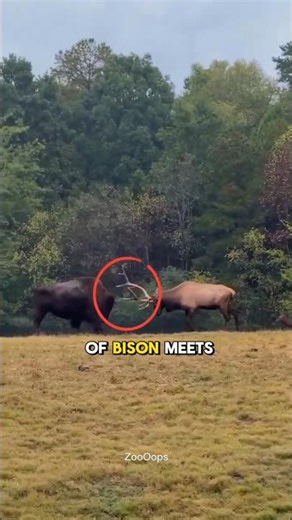Elk vs Bison: The Underdog Wins! 🦌💪 #shorts