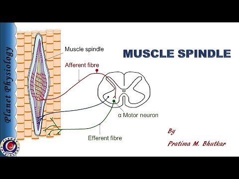 Muscle spindle: Structure & Functions