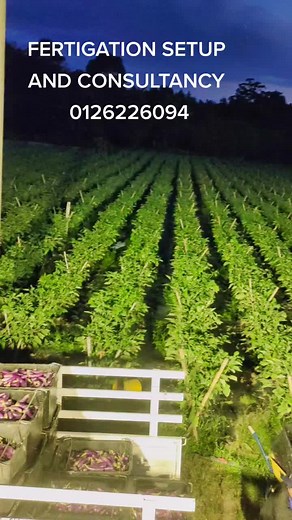 FERTIGATION SETUP AND CONSULTANCY FOR MORE INFORMATION 0126226094#AGFARM #Dasan #fertigasi #agriculture #vivasayam #eggplant #fertigation
