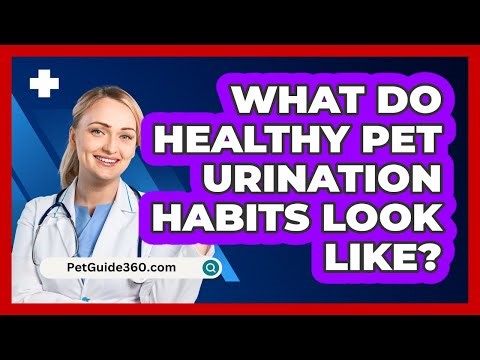 What Do Healthy Pet Urination Habits Look Like?