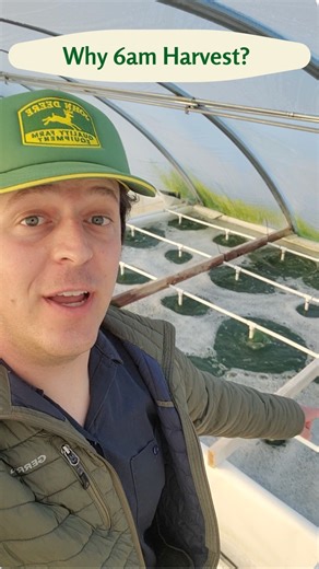 Oasia Farms on Instagram: "Why do we harvest spirulina at 6am? Cooler ponds, less heat stress, and better consistency. Plus we need to hit same-day shipping cutoffs so it can go from farm to your door fast. #spirulina #oasiafarms #algaefarm #microalgae #futureoffood #farmtok #howitsmade #superfoods"