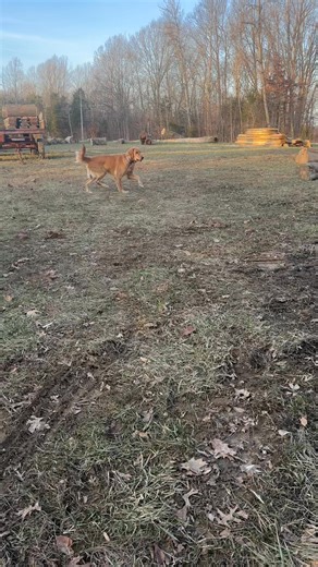 Why are we a fan off leash training? Our 6 week off leash training program is built to take your dog’s obedience to the next level. It gives your dog more freedom while making sure you have control! | Tailored K9 Training