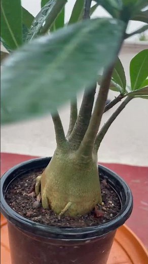 Desert Rose Care Tips