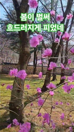 세월은 잘도 가는구나! 야속하게 김포 장릉 #인생 #삶 #일상 #봄 #spring #flower #koreanview