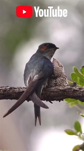 Facts About Shallow Bird (Ababeel)#subscribe like