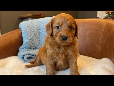 Mini Goldendoodle Puppies