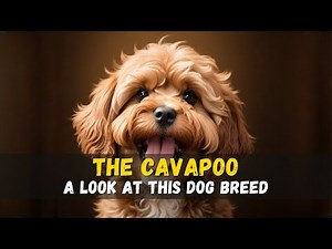 The Cavapoo: A Guide
