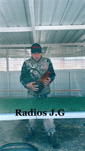 Handling Roosters: Tips and Techniques for Beginners