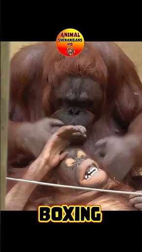 Orangutan Boxing 🦧#playful #greatapes