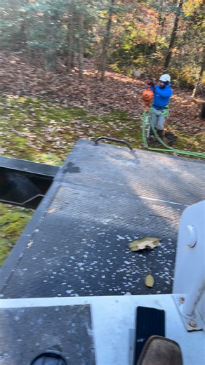 1.8K views · 12 reactions | Oak tree coming down 蝹 | Beaver Tree | Facebook