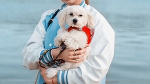 27 Best Hypoallergenic Dog Breeds That Don't Shed