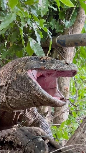 😱Komodo vomits while shaking its head