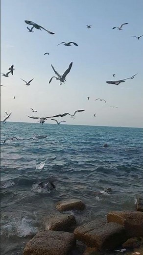 Seagulls Flying Over Ocean Waves 🌊🕊️ | Natural Sounds, Calm & Thrill#nature #beach #meditationmusic