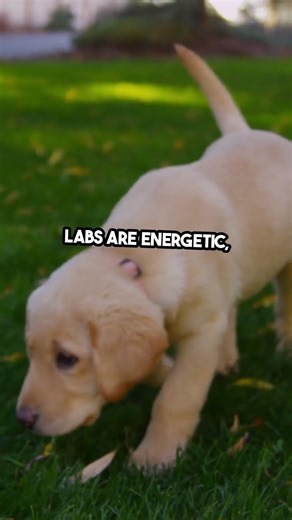 Is your Labrador puppy getting the best care possible?