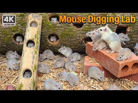Maze Madness Mice 🐁 Speed Run & Hidden Snack Hunt 🧀 | 4 HOURS 4K