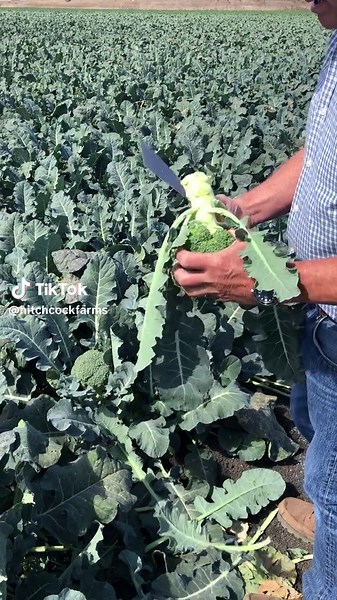 Broccoli Perfection in Salinas Valley 🥦