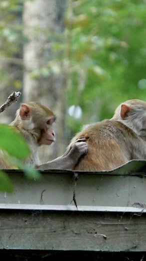 One macaque sits quietly while the other gently parts its fur with nimble fingers. To us it looks tender, almost affectionate, but in their world it’s much more. This ritual, known as allogrooming, is a peace treaty, a loyalty pledge, and sometimes even a calculated political move. Each careful stroke carries meaning far beyond hygiene. It’s the social glue that holds the troop together. #rhesusmacaque #monkey #wildlife #animals #socialorder #wildlifevideos #silversprings #animalplanet #floridaw