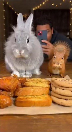 Rabbit vs Squirrel Speed-Eating Race 🐇🐿️ | Wings, Garlic Bread & Cookie Chaos #rabbit #squirrel